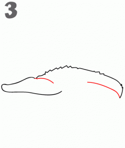 كيف ارسم تمساح 12