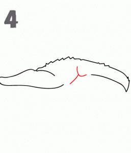 كيف ارسم تمساح 13