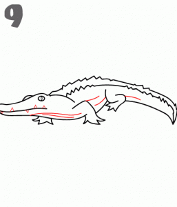 كيف ارسم تمساح 18