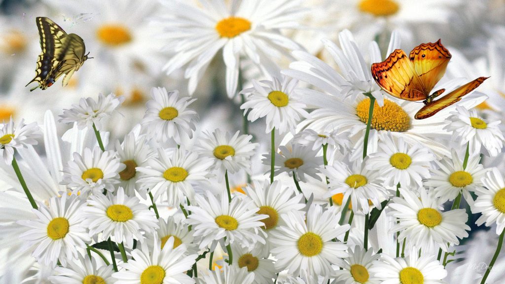 صور زهور البابونج - ليدي بيرد