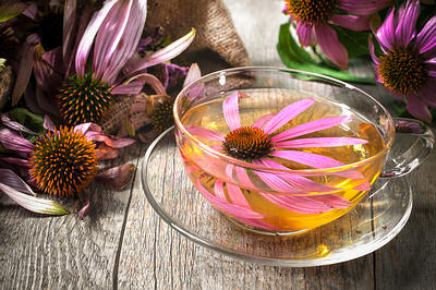Herbal-Tea-echinacea-opt (1)