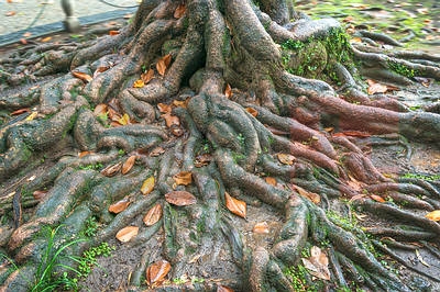 banyan-tree-root-opt