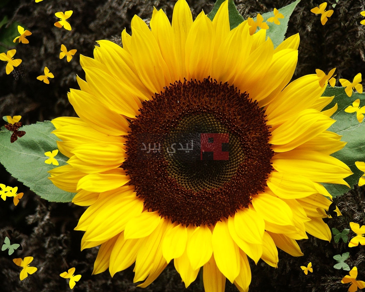 بالصور.. تفتح أزهار دوار الشمس في ولاية إدرنة ترك برس