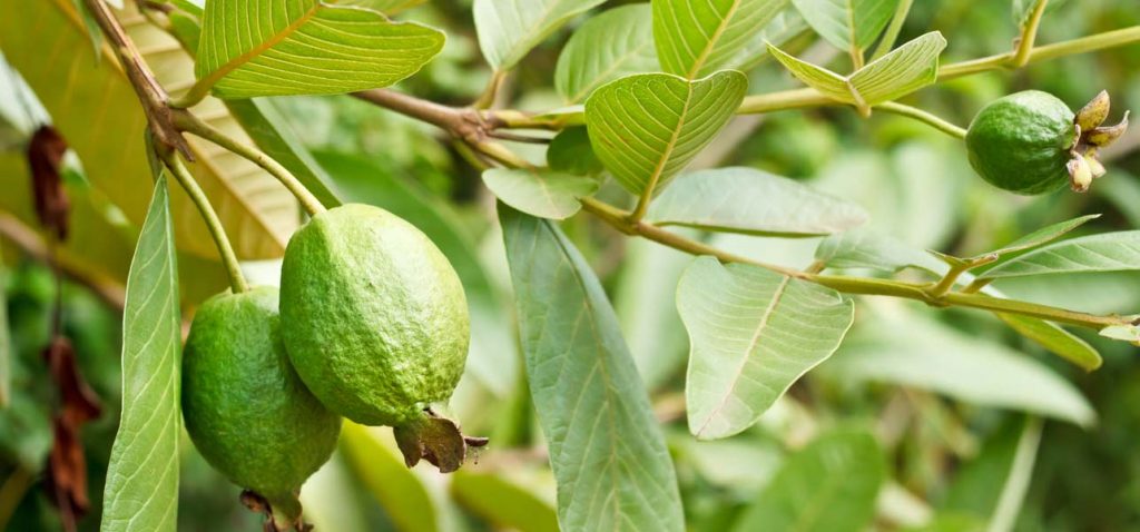 Guava-Leaves-