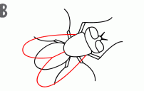 كيف ارسم ذبابة 14