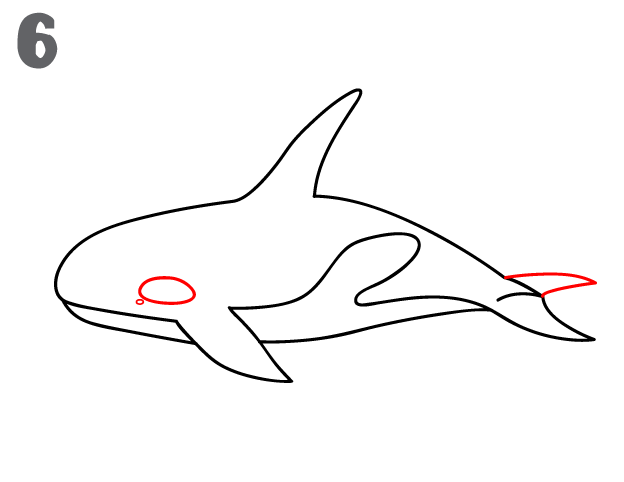 كيف ارسم حوت قاتل 1