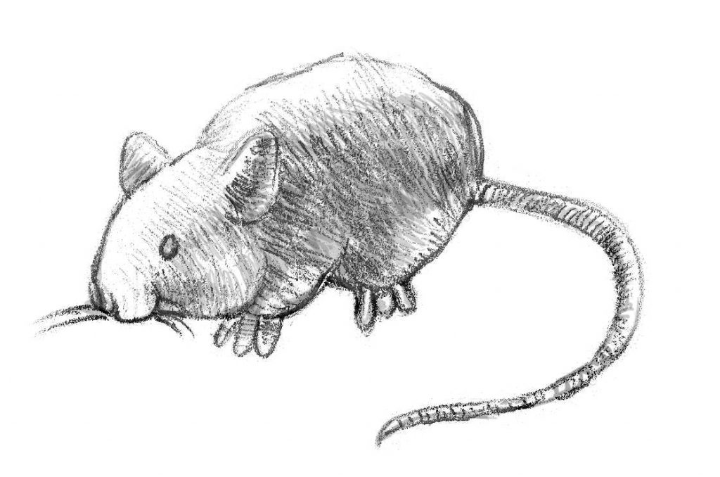 mouse-drawing