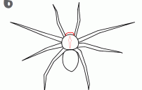 كيف ارسم عنكبوت 11