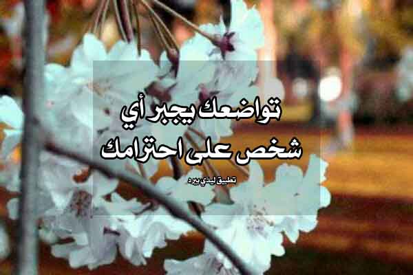 رسائل لشخص محترم ليدي بيرد
