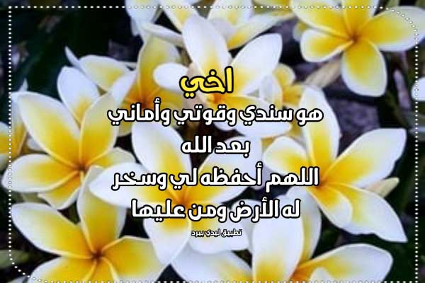 كلام عن اخي للواتس - ليدي بيرد