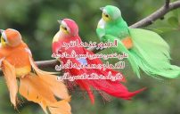 كلام جميل عن الطيور 15 كلام جميل عن الطيور