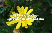 رسائل حلوة جداً 10 رسائل حلوة جداً