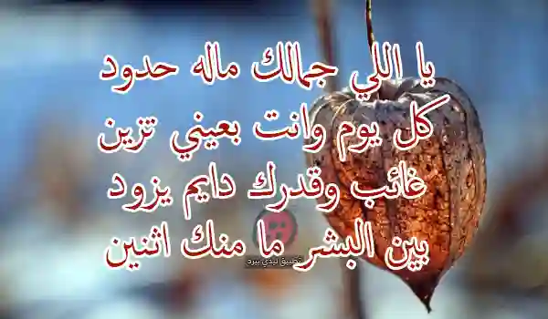 شعر عن غياب شخص غالي - ليدي بيرد