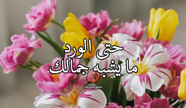كلام عن جمال الحبيب